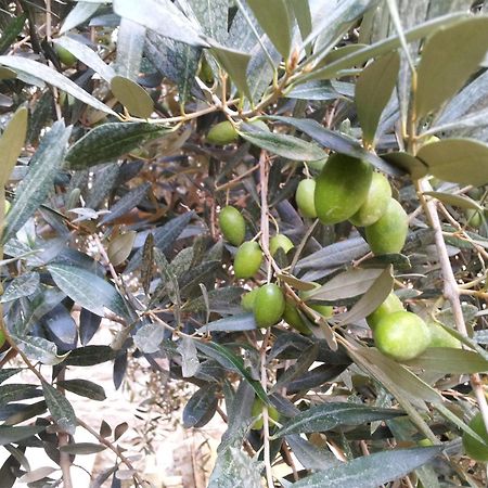 דירות Le Petit Domeynes מראה חיצוני תמונה